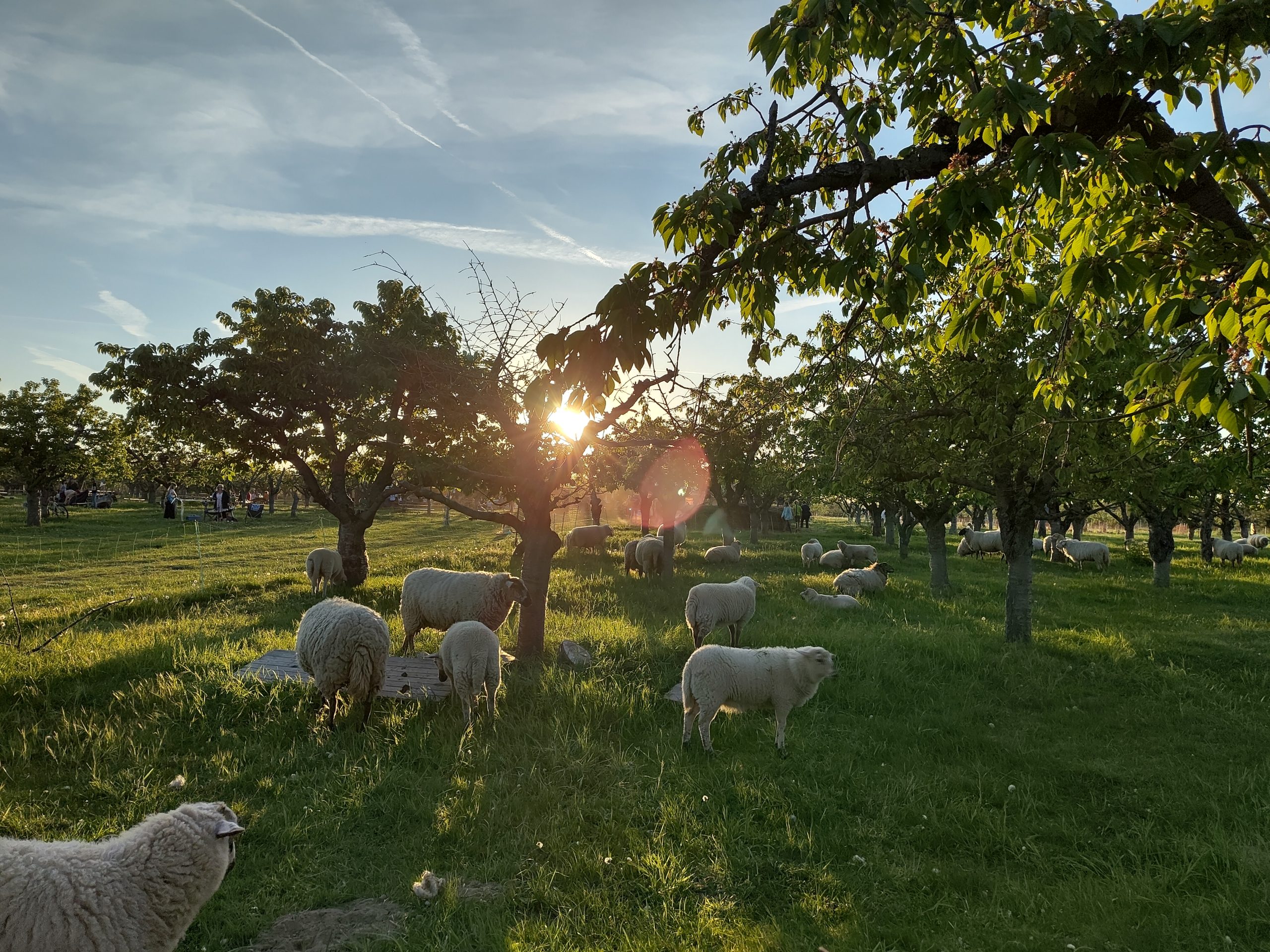 Schafe weiden auf einer Obstbaumwiese, während die Sonne untergeht.
